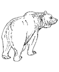 Grizzly Bear coloring page