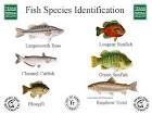 Fish Species Identification