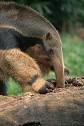 The Online Anteater: Giant anteater information, pictures, links ...