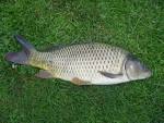 File:Cyprinus carpio.jpeg - Wikipedia, the free encyclopedia