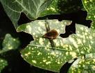 Bee-fly (Bombylius major). Slightly resembling a bumblebee with its hairy - via Daymix