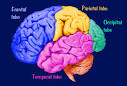 Morphonix - Brain - Lobes of the Cerebral Cortex