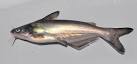 Blue Catfish