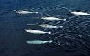 What does a NARWHAL sound like?
