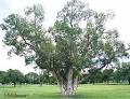 <b>Melaleuca</b>