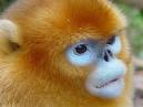 chinese monkeys
