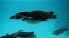 Penguins, Belfast Zoo - via Daymix