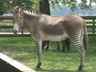  Zonkey 