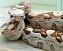 Virgin Birth Discovered in Boa Constrictors Disinformation
