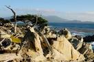 Ghost Tree: Along 17-mile - via Daymix