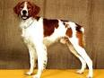 Brittany Spaniel Information and Pictures Brittany Spaniel 3     Dog