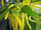 NAME: <b>Acacia</b>