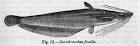 Stinging catfish or Fossil catfish, Heteropneustes fossilis - Fish ...