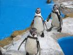 penguins animal (penguins - via Daymix
