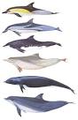 Cetacean Research &amp; Rescue Unit | Taxonomy