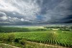 Pictures - Domaine Drouhin Vaudon - Chablis