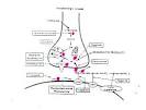 PHAR 402