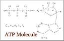 An <b>Adenosine Triphosphate ATP</b>
