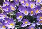 571 First Day of Spring: March