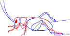 how to draw a criket