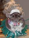 funny chinchilla