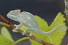 Premium Veiled Chameleons for Sale: Veiled Chameleon Breeders. Buy ...
