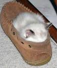 22 Funny Sleeping Cat Pictures     DesignSwan