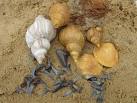 "Left Handed" Whelk. - via Daymix
