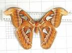 Chapter 32  Largest Lepidopteran Wing Span The University of