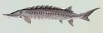 File:Acipenser oxyrhynchus.jpg - Wikipedia, the free encyclopedia
