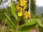 disticha (<b>Ochnaceae</b>)