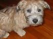 Glen of Imaal Terrier - Wikipedia, the free encyclopedia