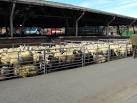 SJ2207 : Welshpool livestock - via Daymix