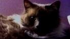 Cat goes to vet for flea bath and gets euthanized - Boston News ...