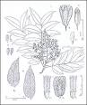 <b>Cedrela</b> Odorata - Spanish