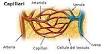 arteriola pronunciation