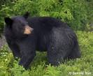 Maine Department of Inland Fisheries and Wildlife - Bear Hunting