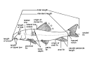 Fish Anatomy/Fish of the Great Lakes by Wisconsin Sea Grant