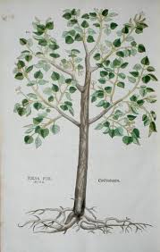 Tilia Foemina, Lindenbaum, or Lime Tree, - Leonhard Fuchs als ...