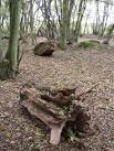 TL6438 : Deadwood and coppice - via Daymix