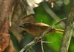 File:Habia rubica -Miracatu, Sao Paulo, Brazil-8.jpg - Wikipedia ...