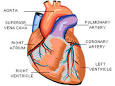 <b>Pulmonary Artery</b>