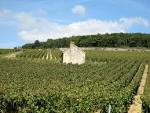 File:Harvest in Chablis Premier Cru Fourchaume 1.jpg - Wikipedia ...