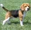 Adopt a Beagle | Dog Breeds | Petfinder