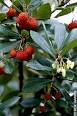 Strawberry tree: How to grow - Telegraph