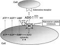 ScienceDirect.com - European Journal of Pharmacology - Adenosine ...