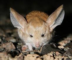 gambar binatang tikus, kanguru, foto hewan gurun, tanah tandus, keajaibah Alam, hewan yang kuat luar biasa menakjubkan