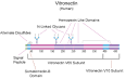 <b>Vitronectin</b> Products