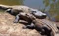 Species Profile: American Alligator (Alligator mississippiensis ...