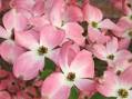 Dogwood Trail | Paducahky.